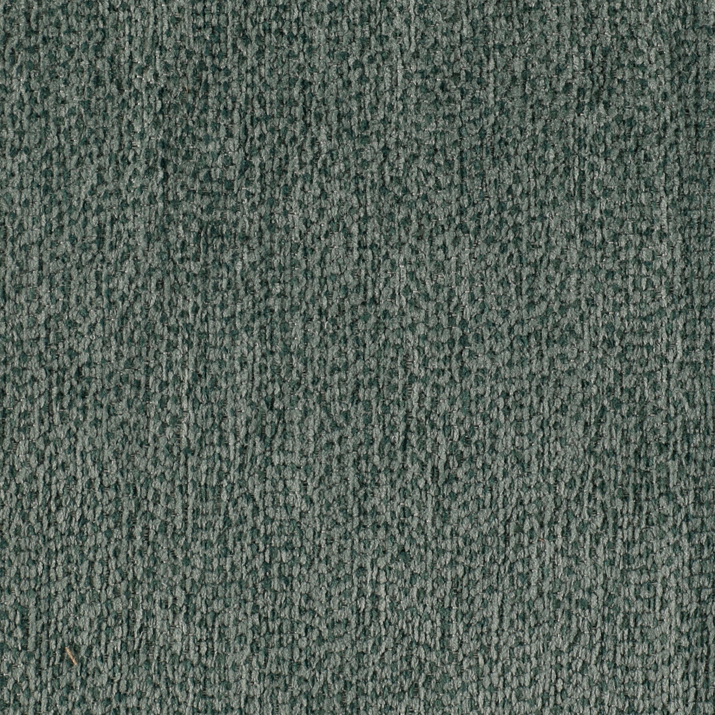 Truffle Blue Spruce